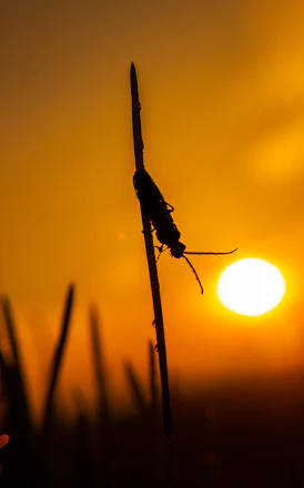 Technician applying pest control treatment in a residential garden at sunset.