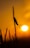 A silhouette of an insect perched on a vertical plant stem against a vibrant orange sunset background. The sun is low on the horizon, creating a warm and serene ambiance.