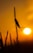 A silhouette of an insect perched on a vertical plant stem against a vibrant orange sunset background. The sun is low on the horizon, creating a warm and serene ambiance.