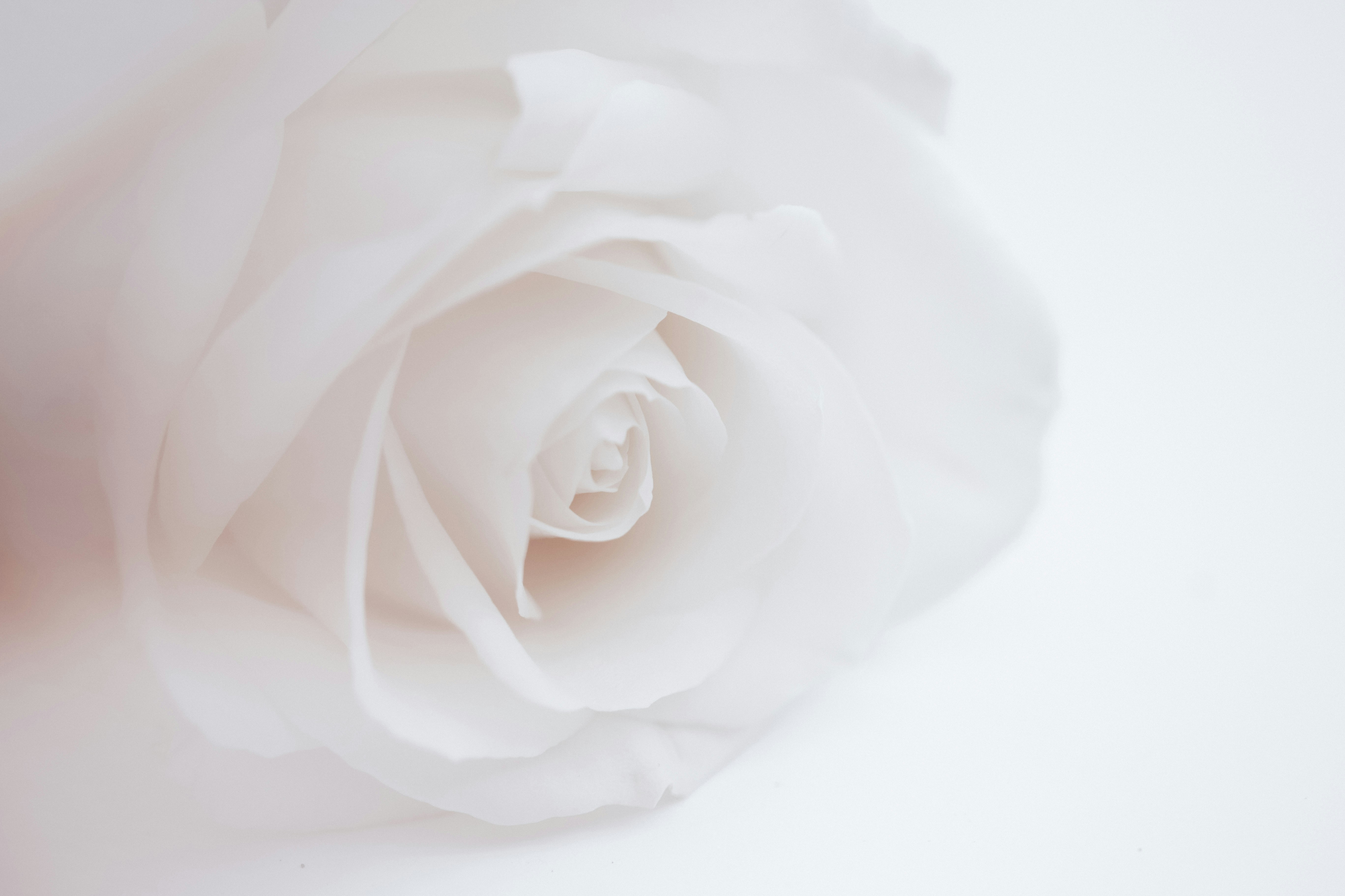 Background White Rose gambar ke 15
