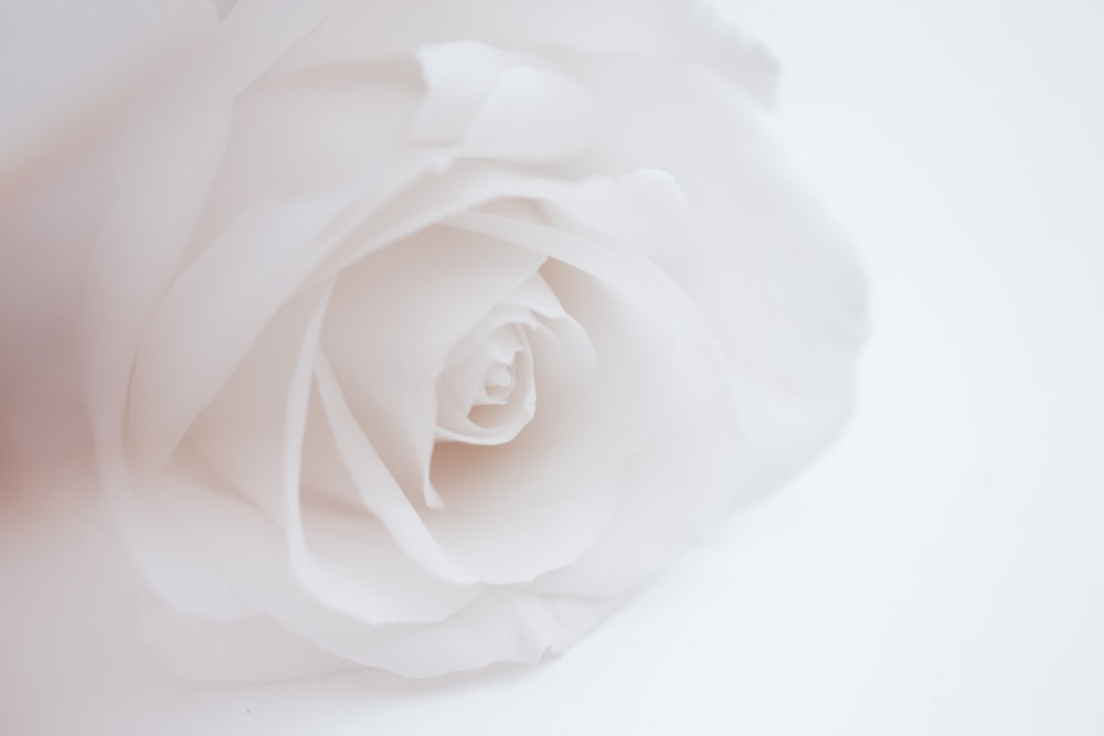 rose blanche en gros plan