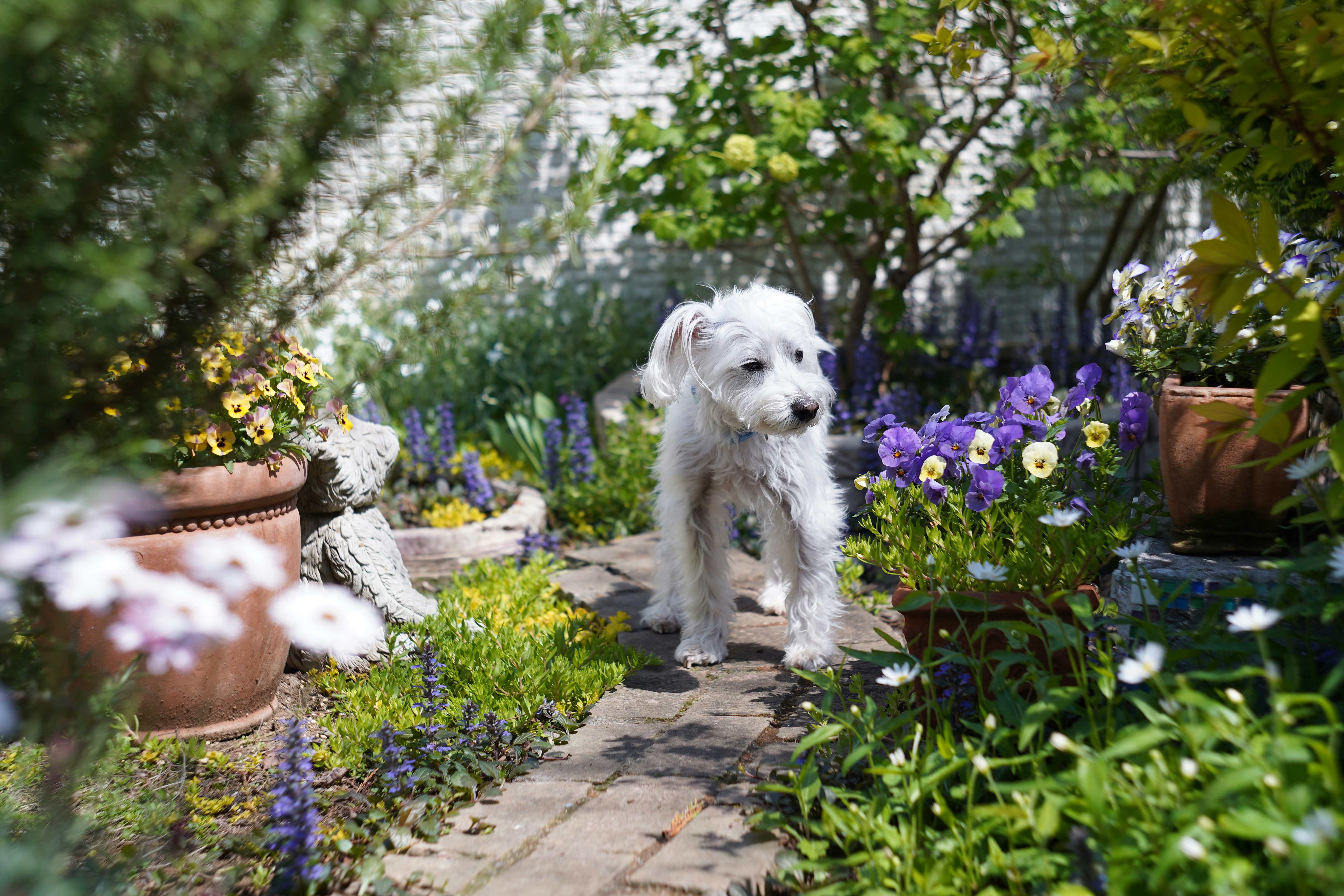 white long coat small dog on grey concrete pathway beside purple flowers during daytime