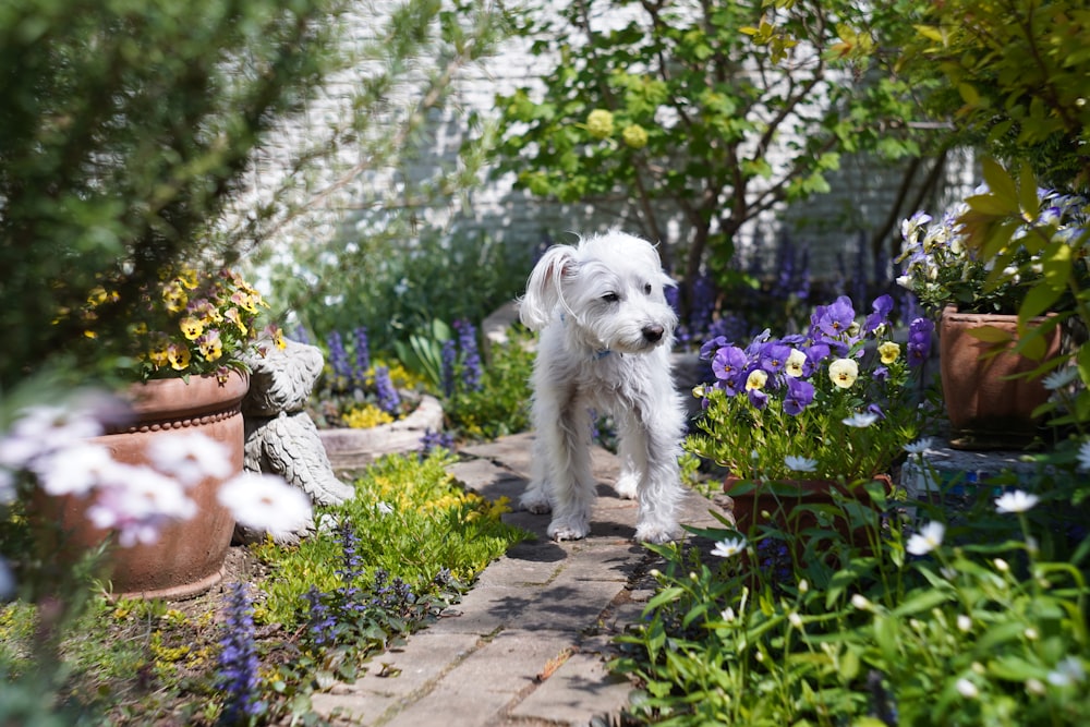 white long coat small dog on grey concrete pathway beside purple flowers during daytime