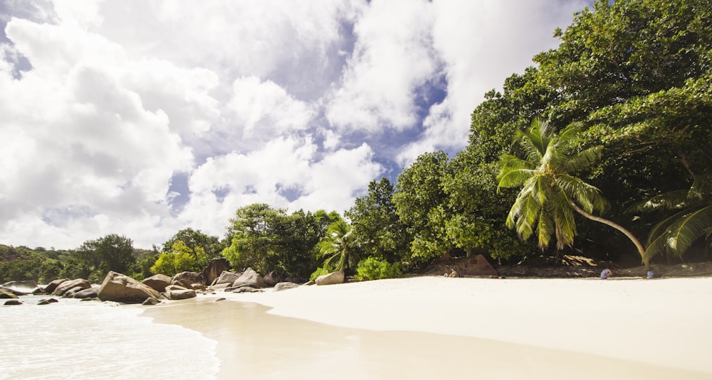 green trees on white sand beach during daytime