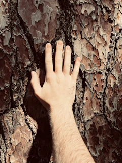 Hands gently touching the rough bark of a tree, evoking the sense of touch.