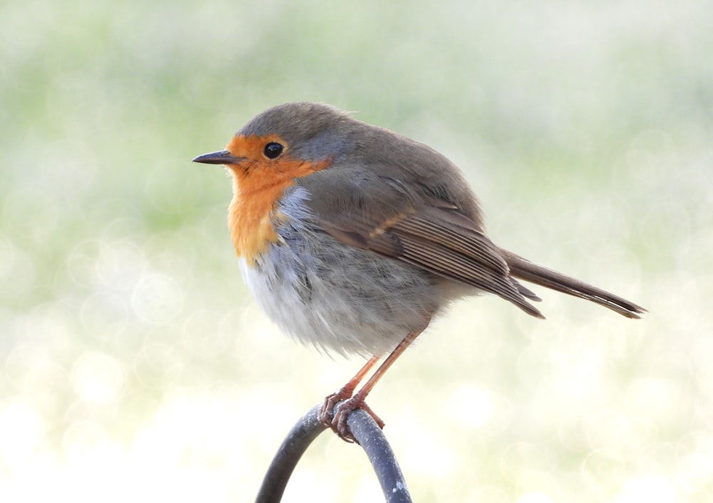 brown and gray bird on black metal wire