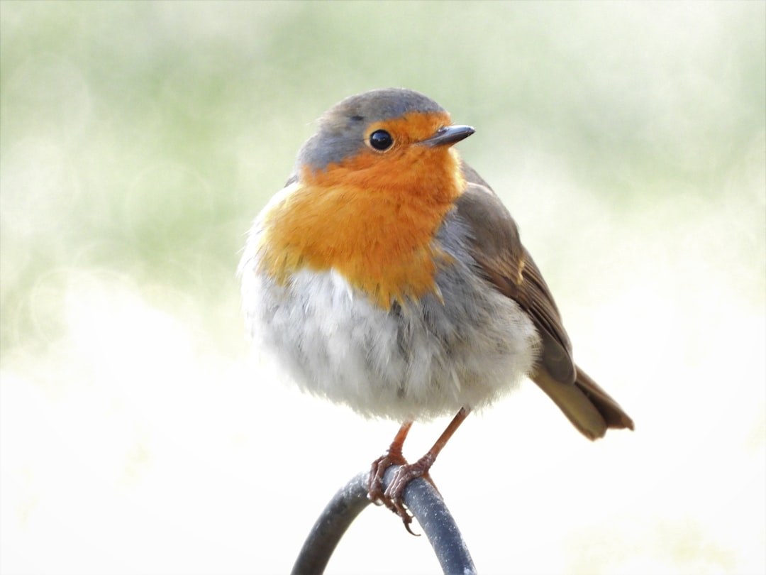  white brown and gray bird on black metal wire robin