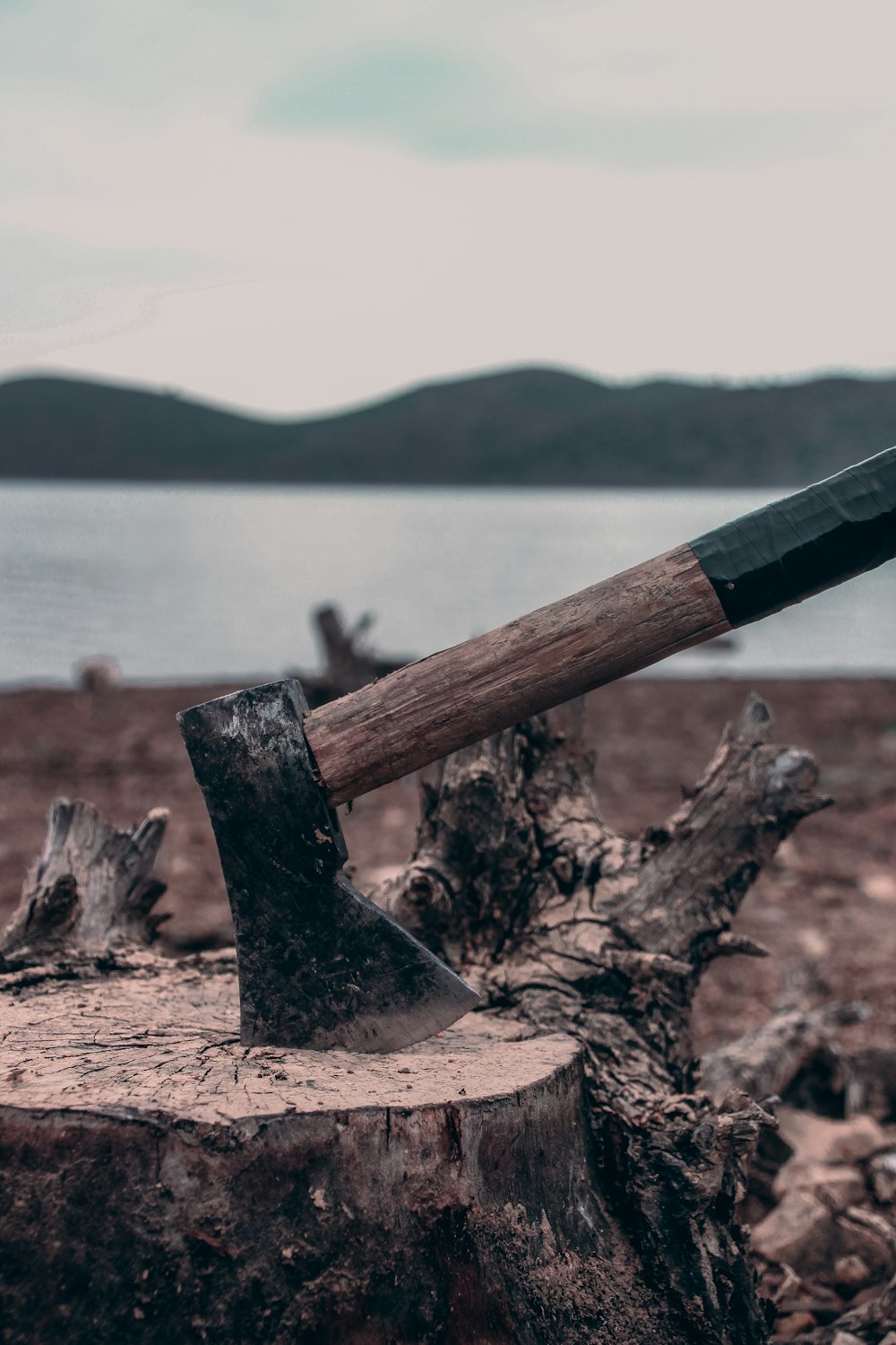 brown wooden stick on brown wood log