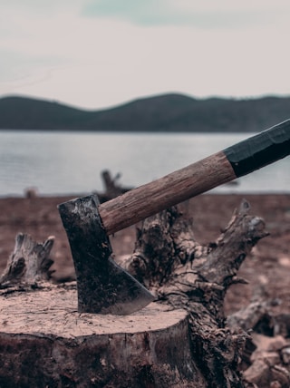 brown wooden stick on brown wood log