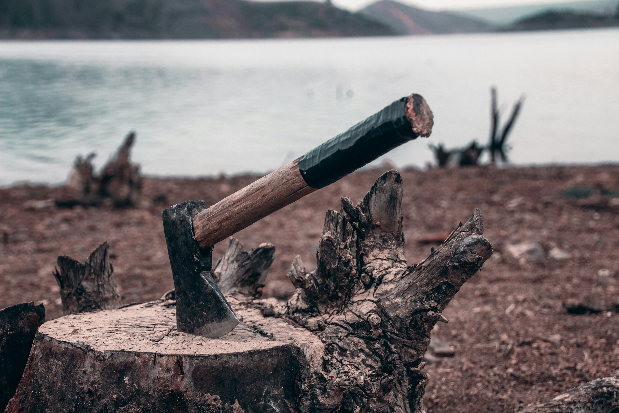 Our Daily Bread: Paul Celan, "I hear the axe has flowered"