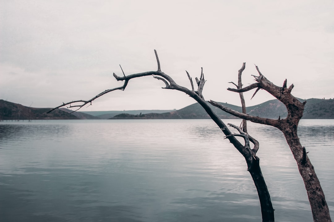 bare tree on body of water during daytime