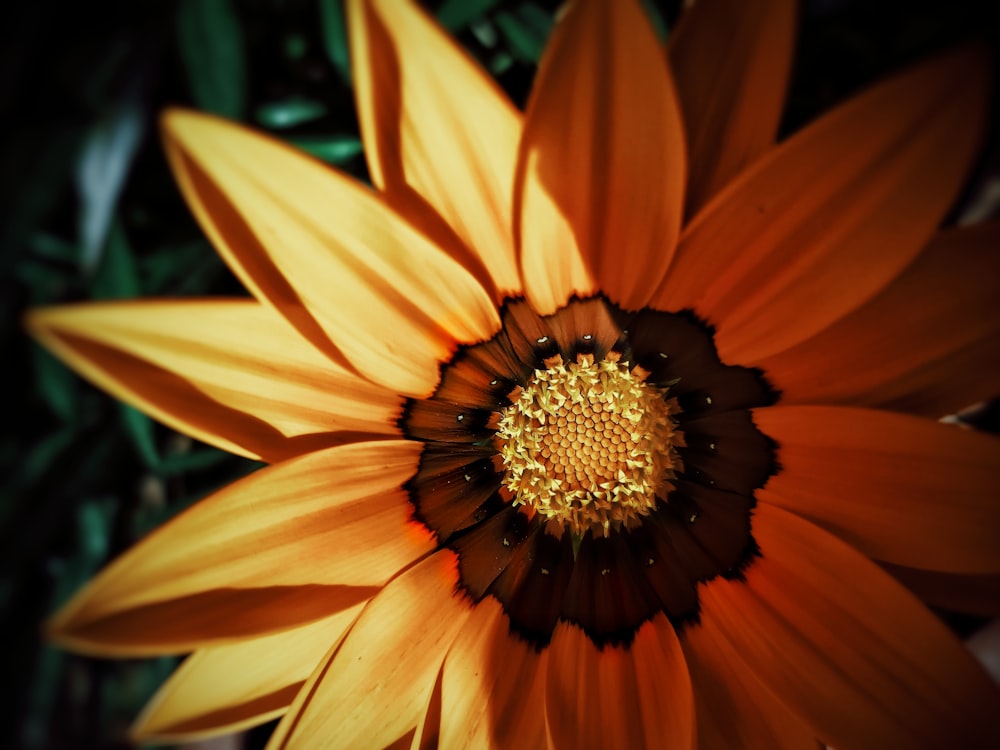 orange and yellow flower in macro lens photography