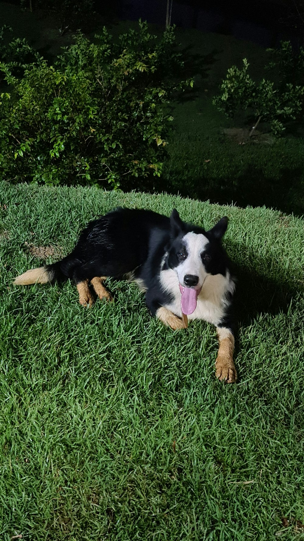 a black and white dog laying on top of a lush green field