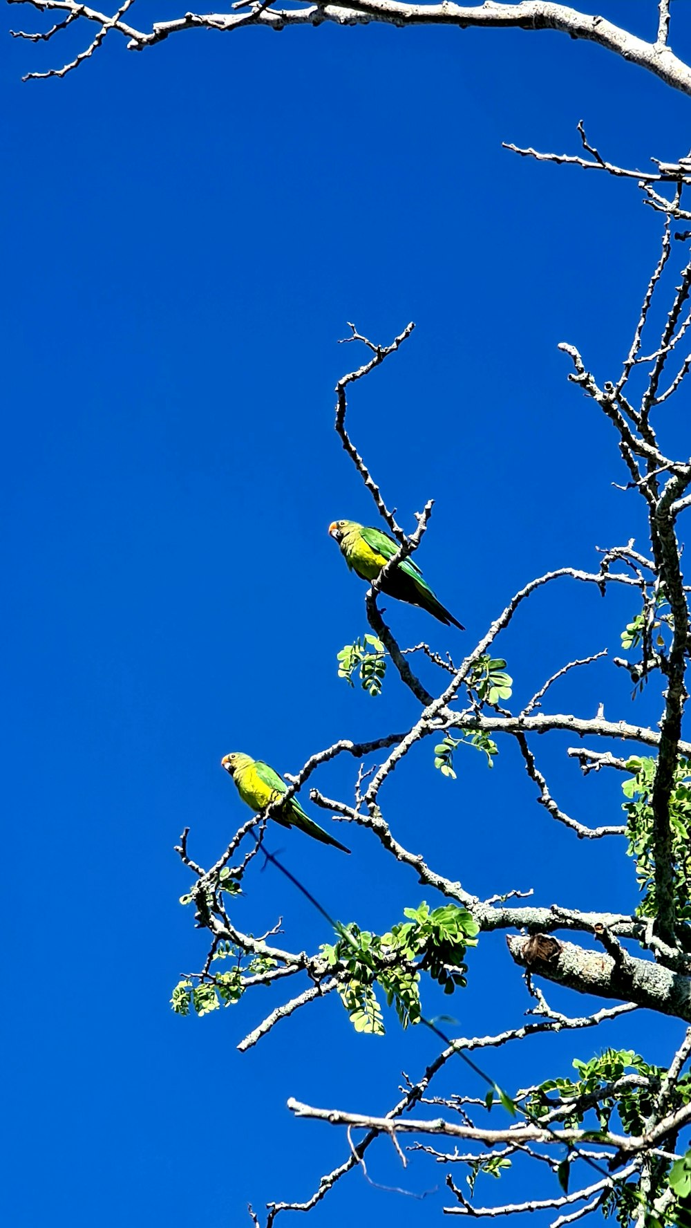 yellow and green bird on brown tree branch