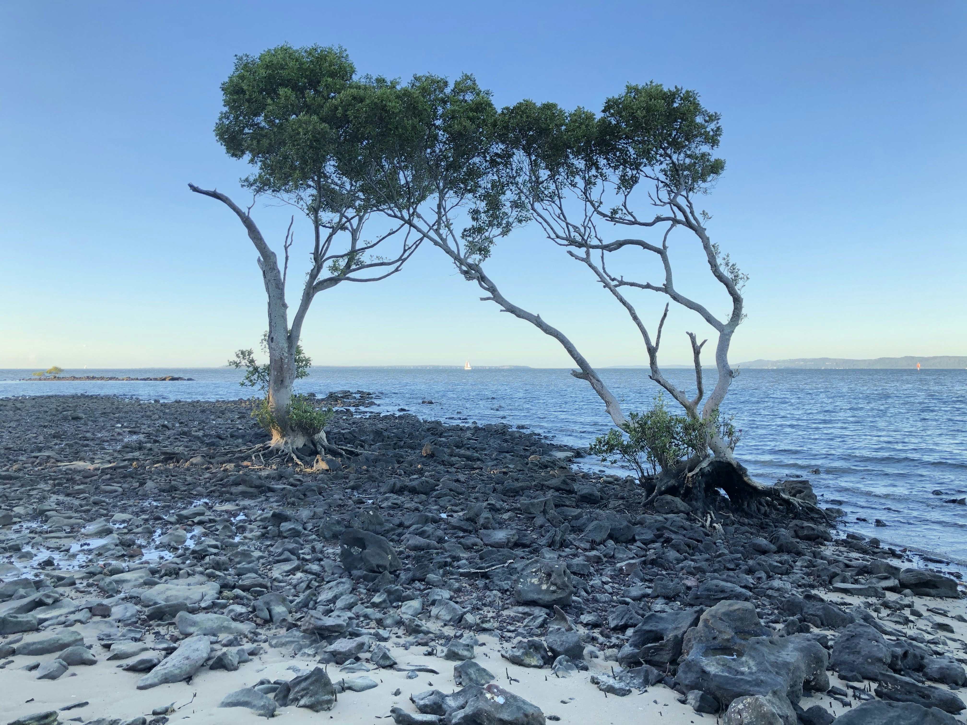 Árbol verde en la costa rocosa gris durante el día