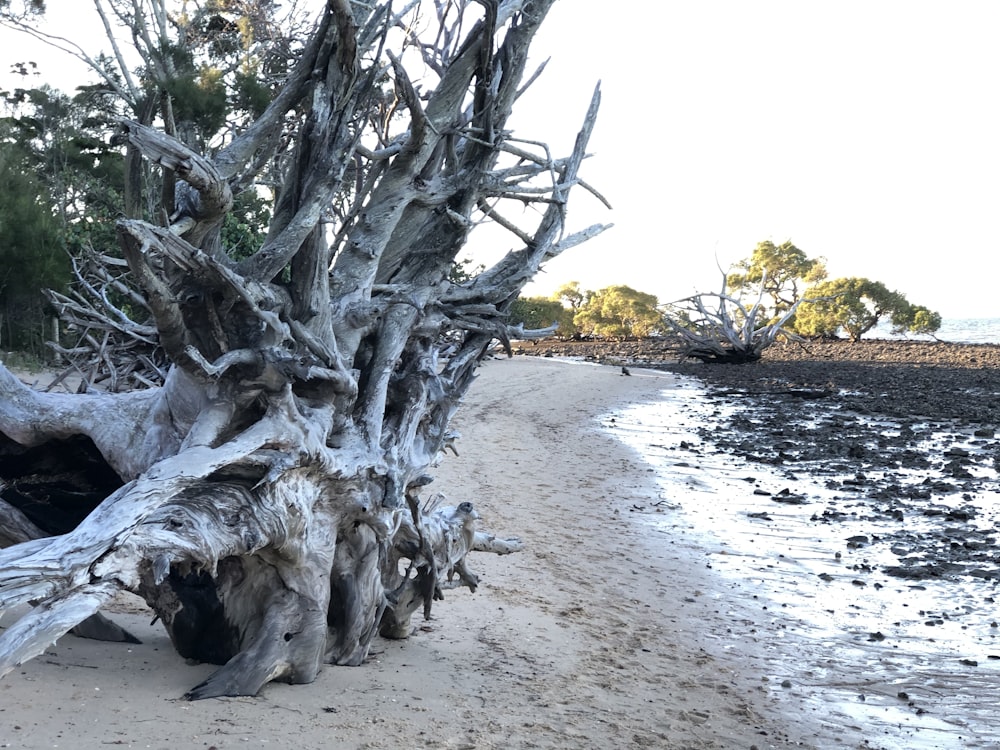 tronco de árvore branco e cinza na areia cinzenta perto do corpo de água durante o dia