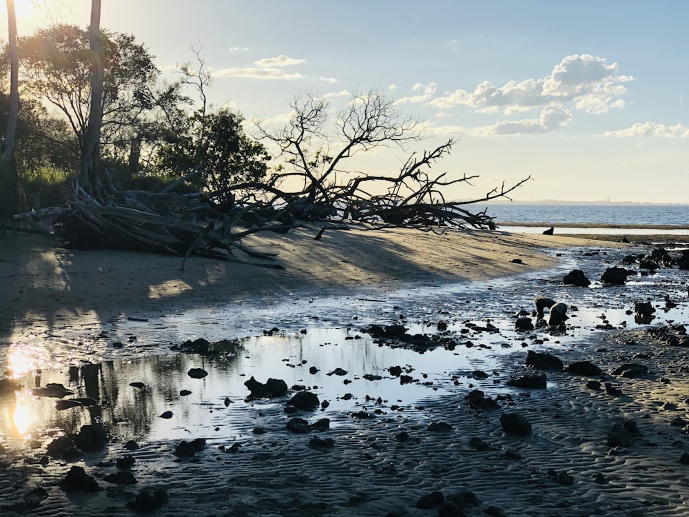 bare tree on seashore during daytime