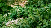A lush green field of wild plants with small white flowers on slender stems, surrounded by dense foliage and blurred greenery in the background.