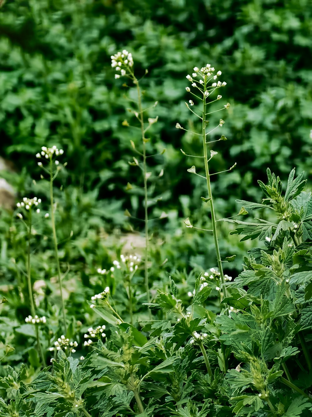 白い花を咲かせる緑の草