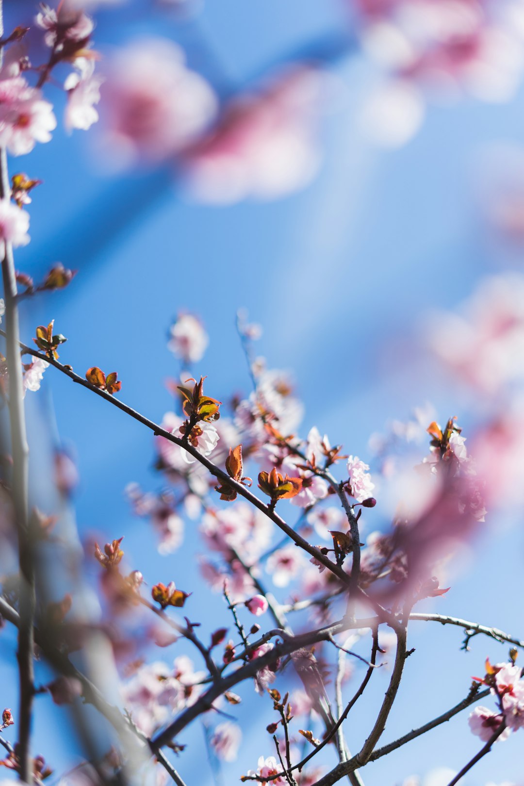 white and pink flower in tilt shift lens