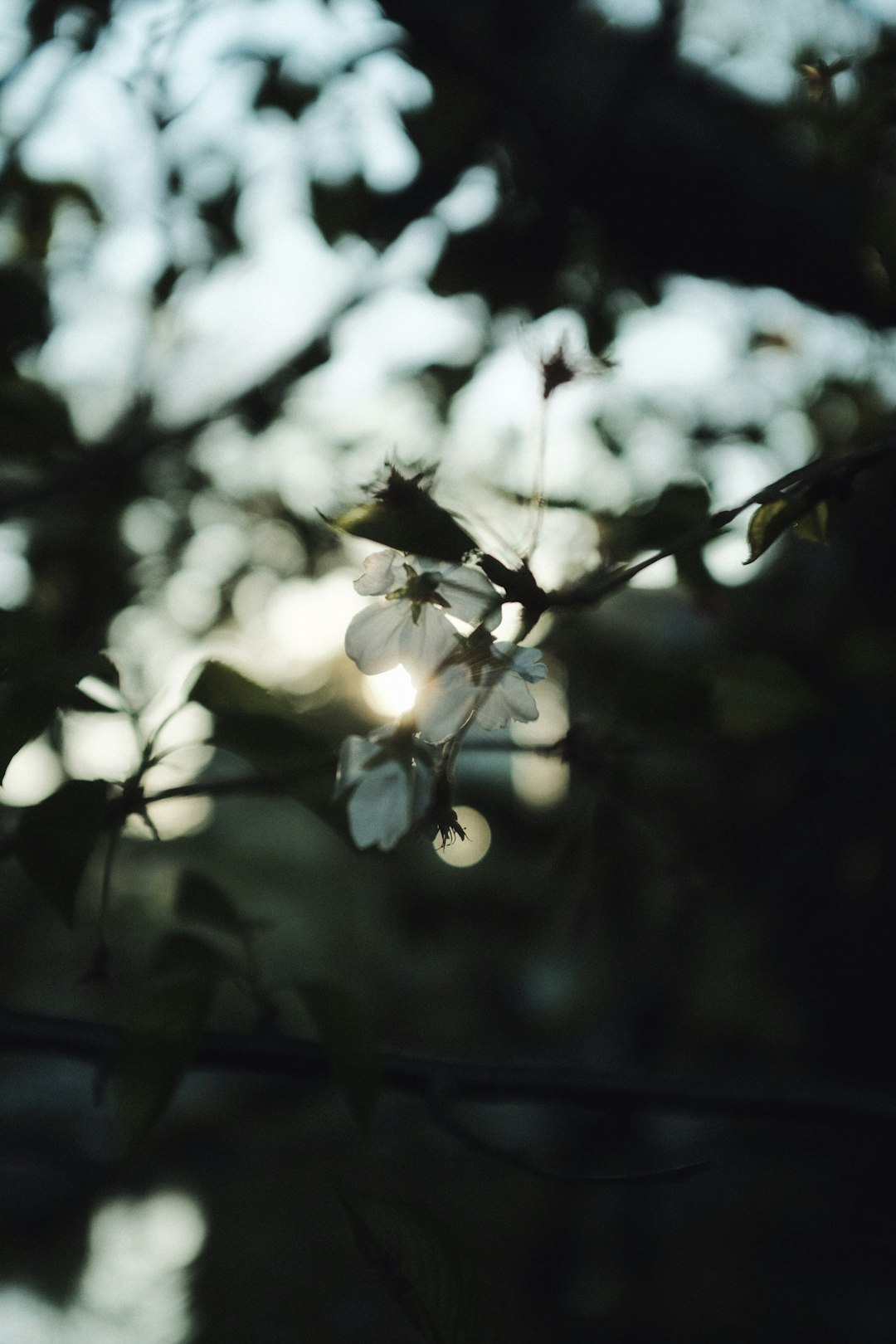 white flower in tilt shift lens