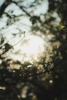 Sunlight streaming through fresh spring blossoms in soft pastel hues on a blooming garden branch.