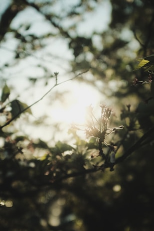 Sunlight streaming through fresh spring blossoms in soft pastel hues on a blooming garden branch.