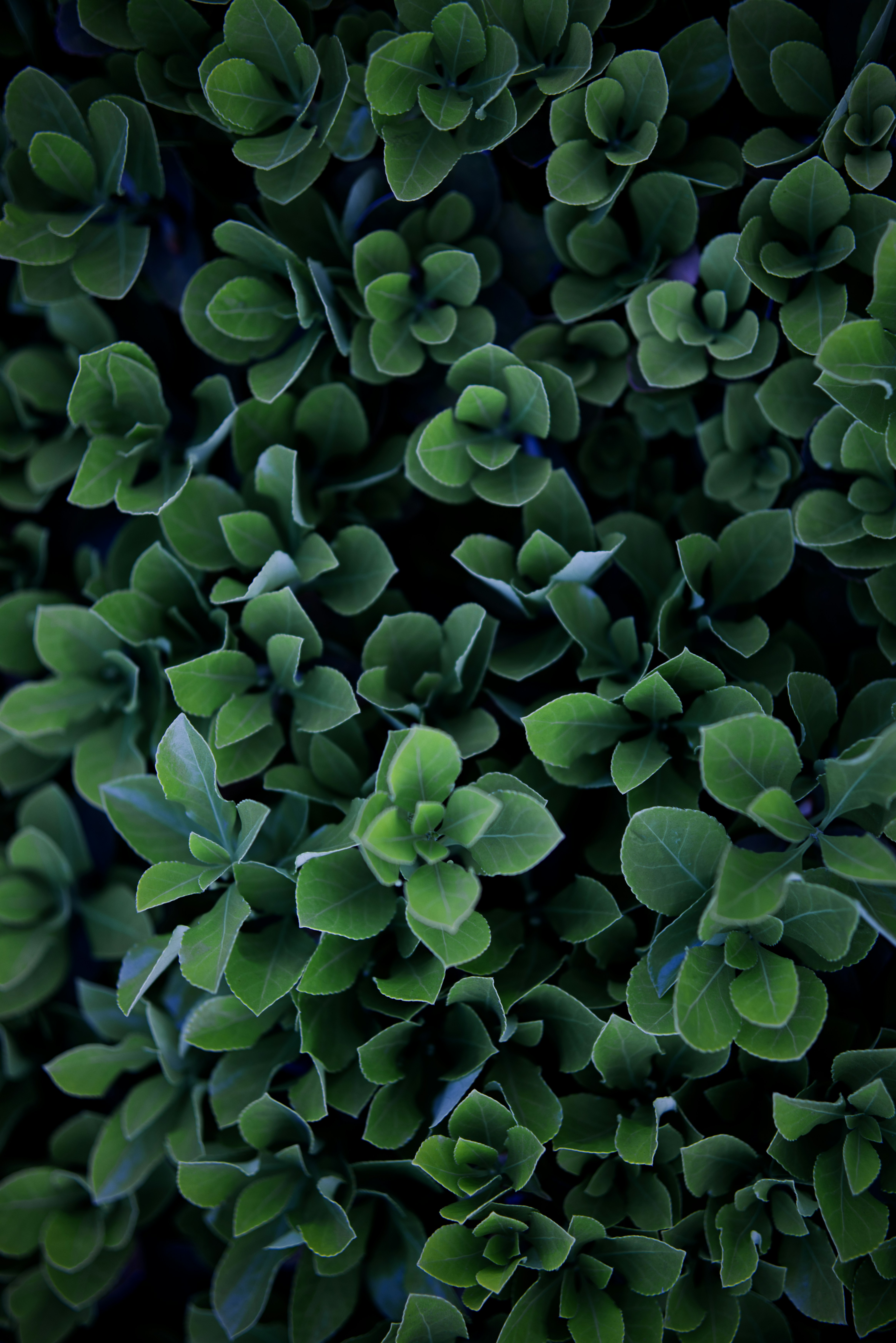 Photo by juliuscarmine