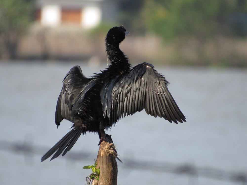 black bird flying over body of water during daytime