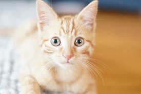 A close-up of a curious ginger kitten with large, expressive eyes and prominent whiskers. The background is softly blurred, emphasizing the kitten's face and its light fur with orange stripes.