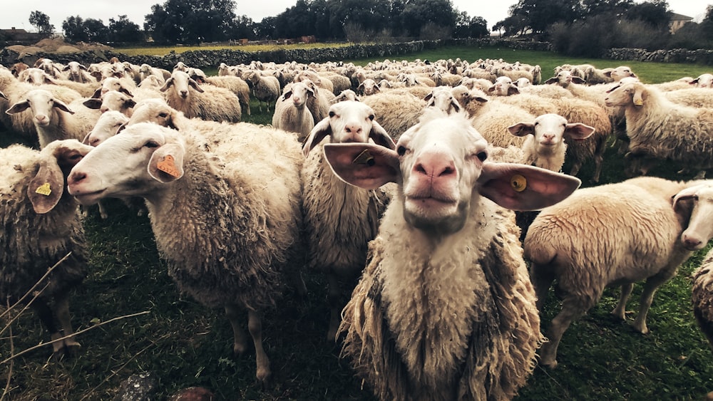 herd of sheep on green grass field during daytime