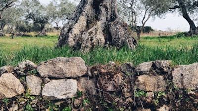 Stone wall restoration and olive grove care in a Mediterranean rural setting.