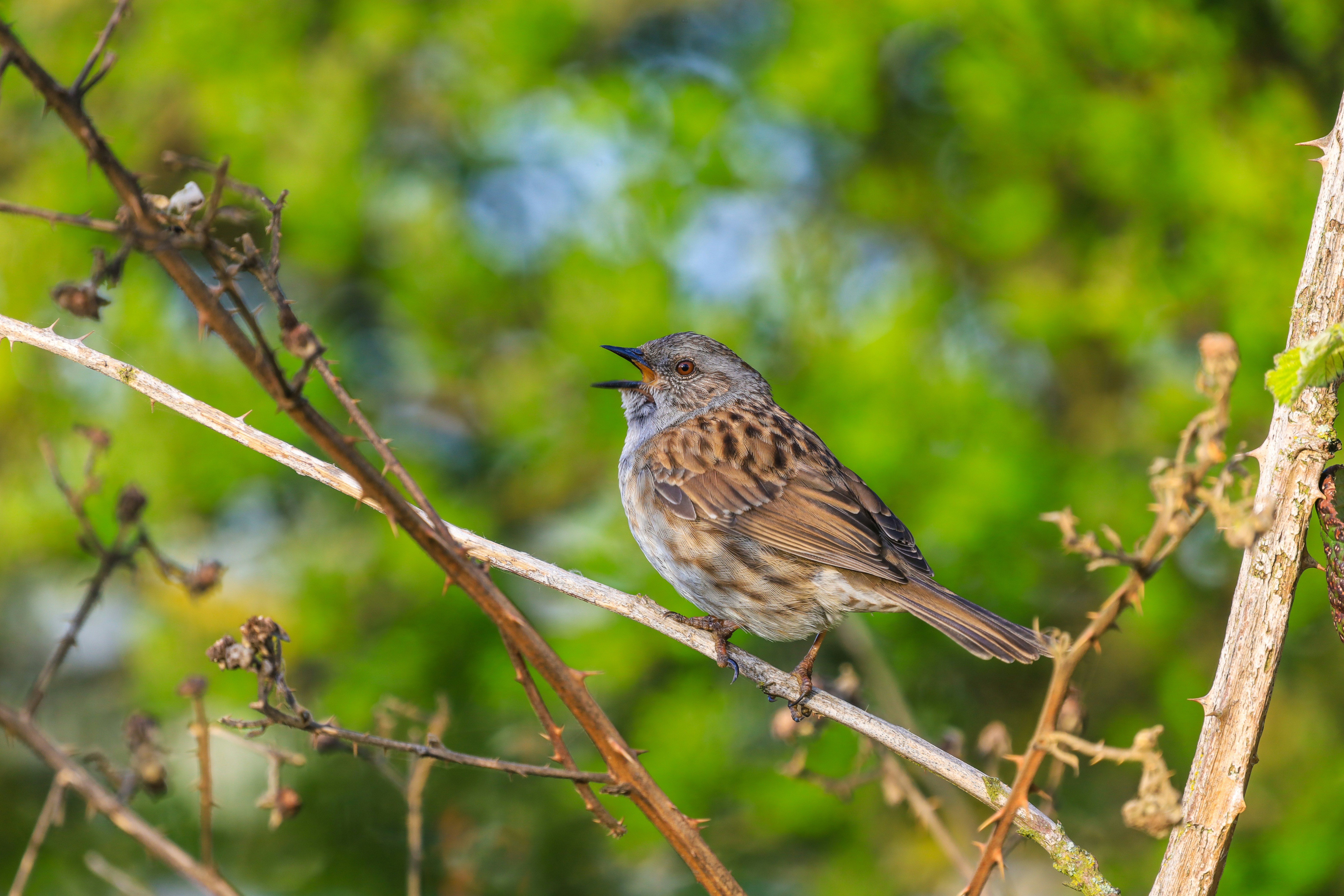 鳥と木の枝 21008000771.jpg
