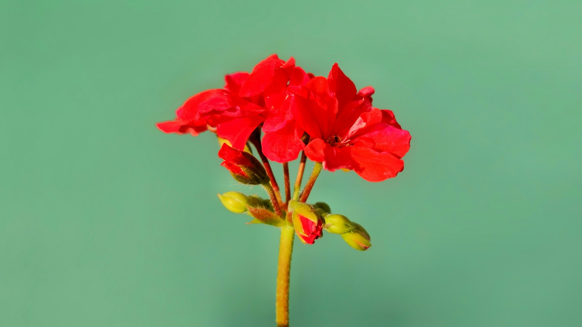 PROPRIÉTÉS DE L'HUILE ESSENTIELLE DE GÉRANIUM ROSAT