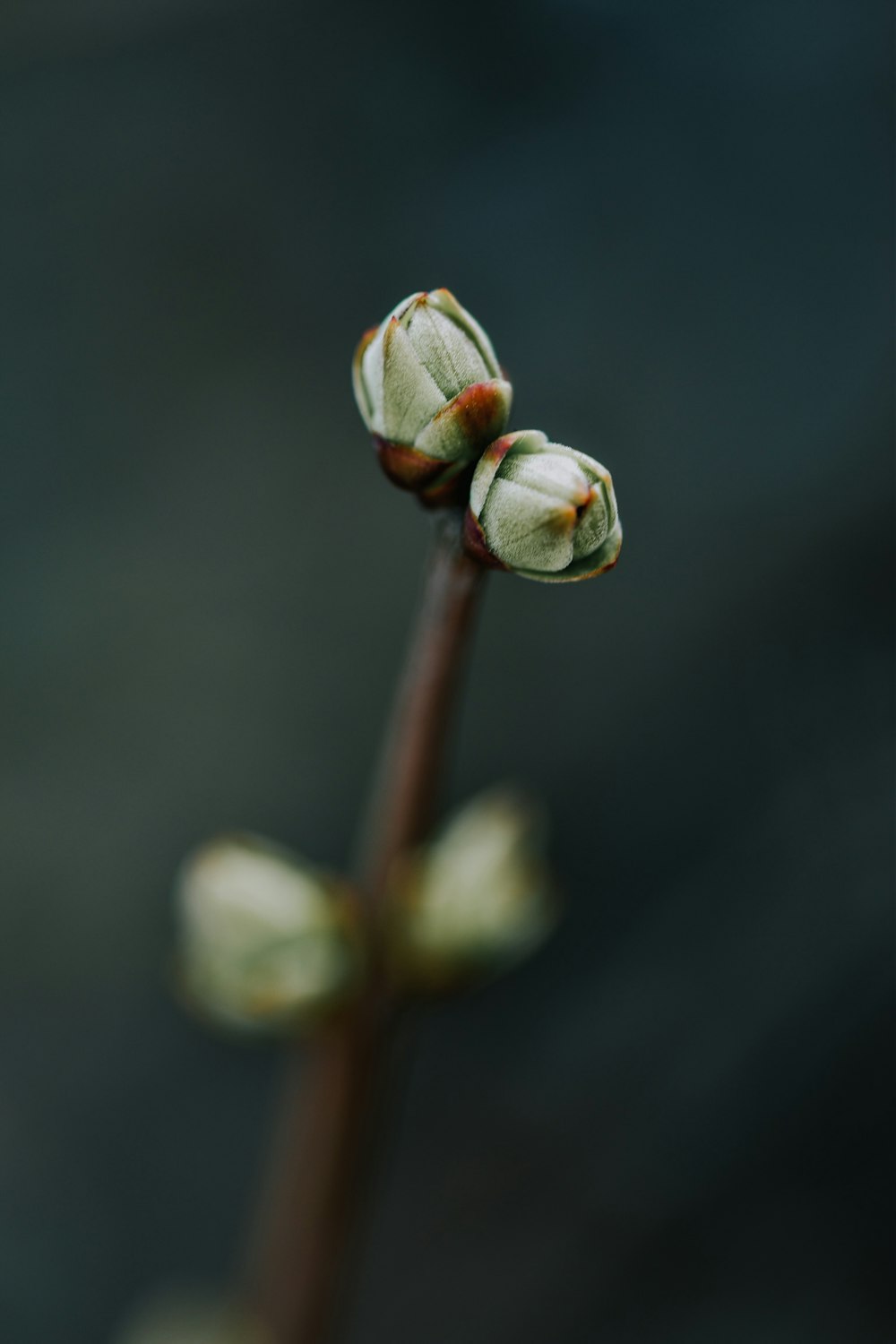 white flower bud in close up photography