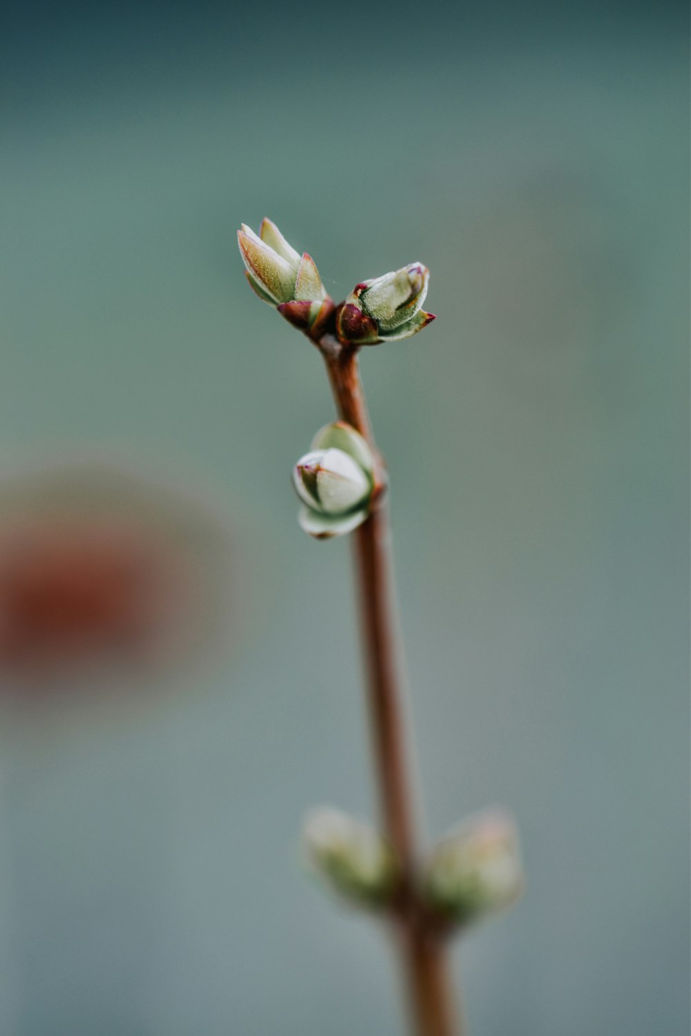 orvalho de água no caule marrom da planta em fotografia de perto