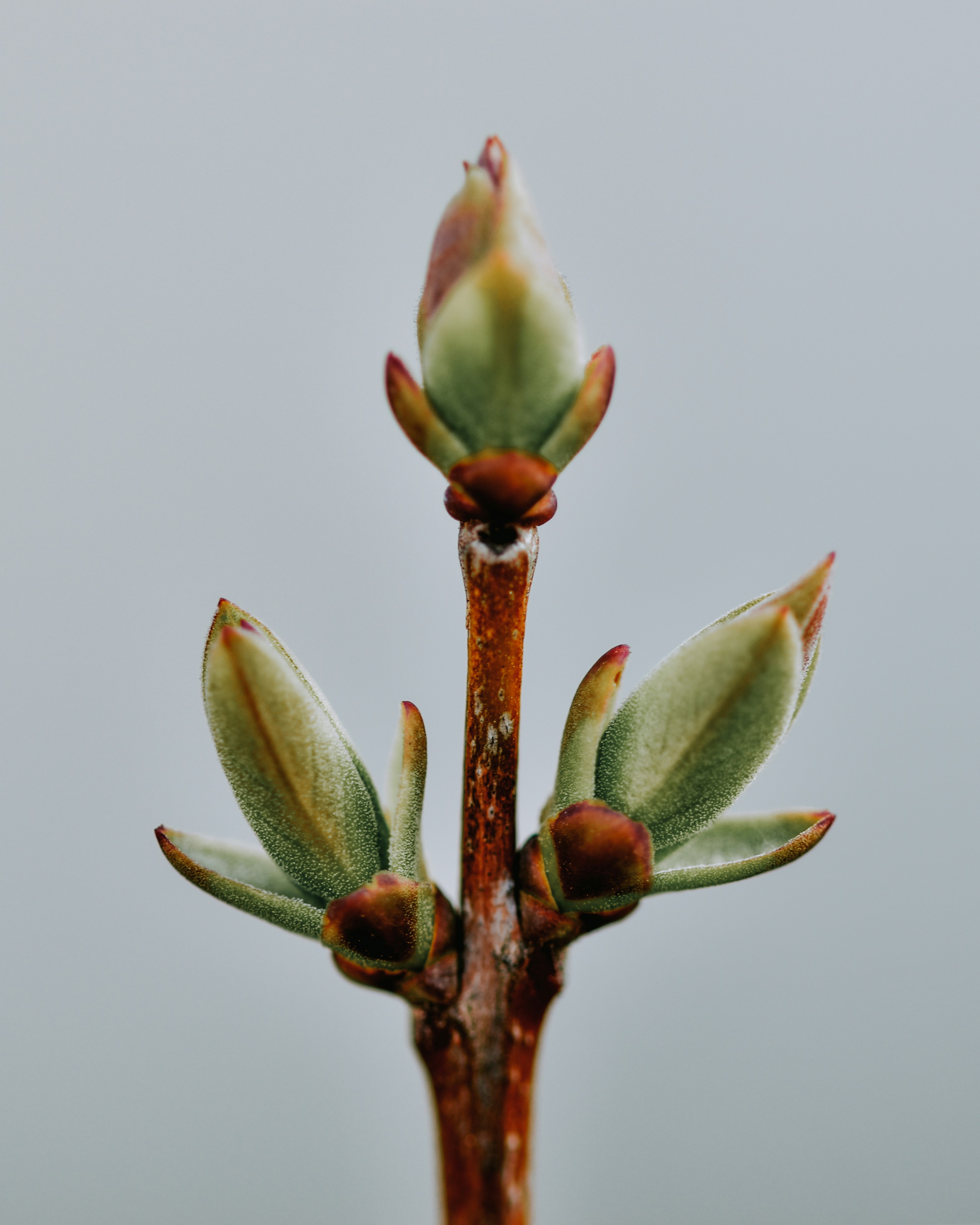 Flower Buds Pictures Download Free Images on Unsplash