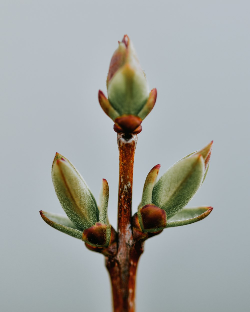 pink and green flower bud