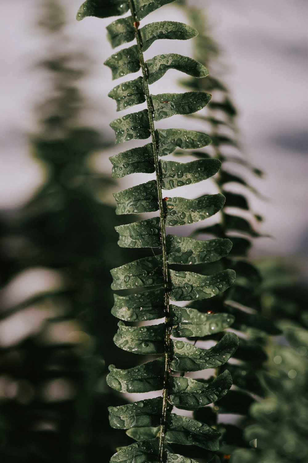 green plant in close up photography