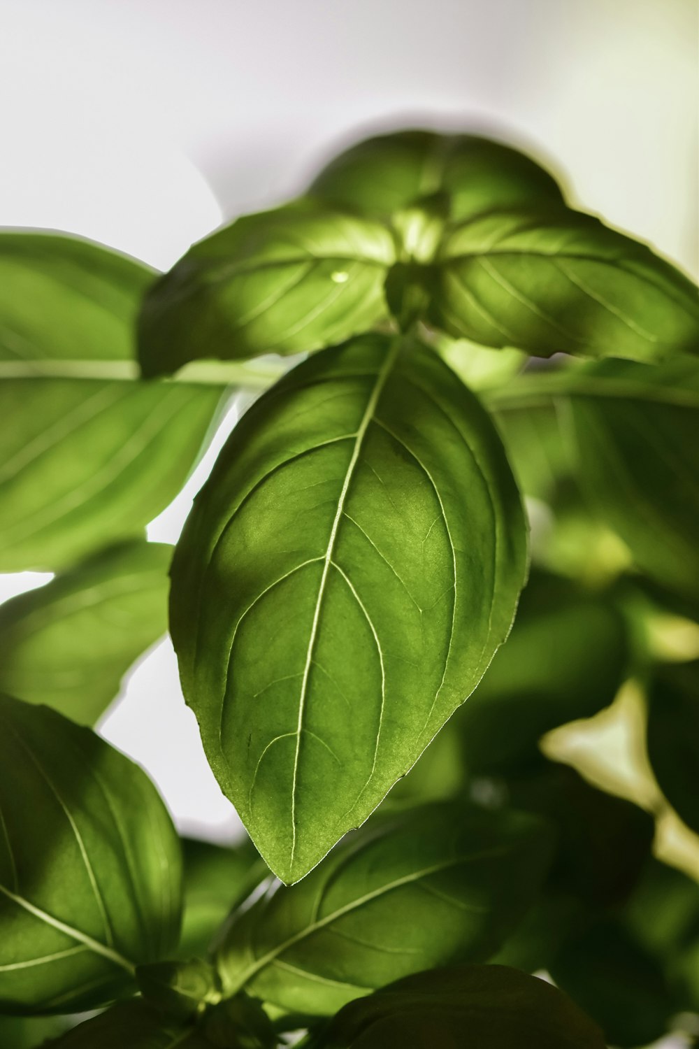 green leaves in close up photography