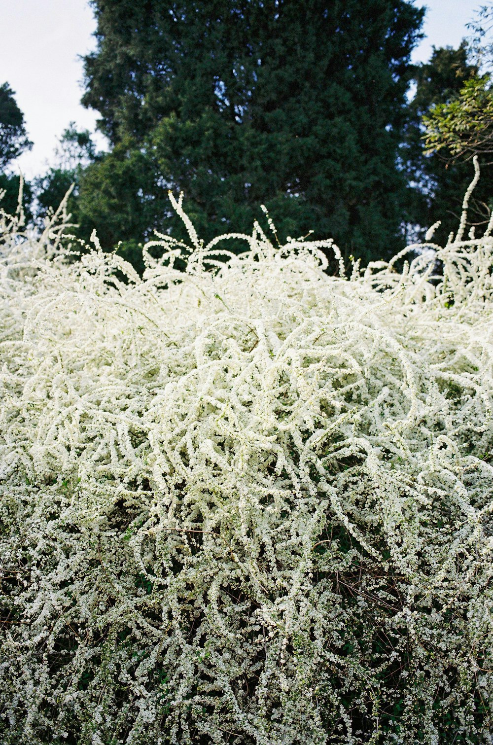 white flowers on green grass field during daytime