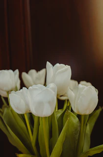 white tulips in close up photography