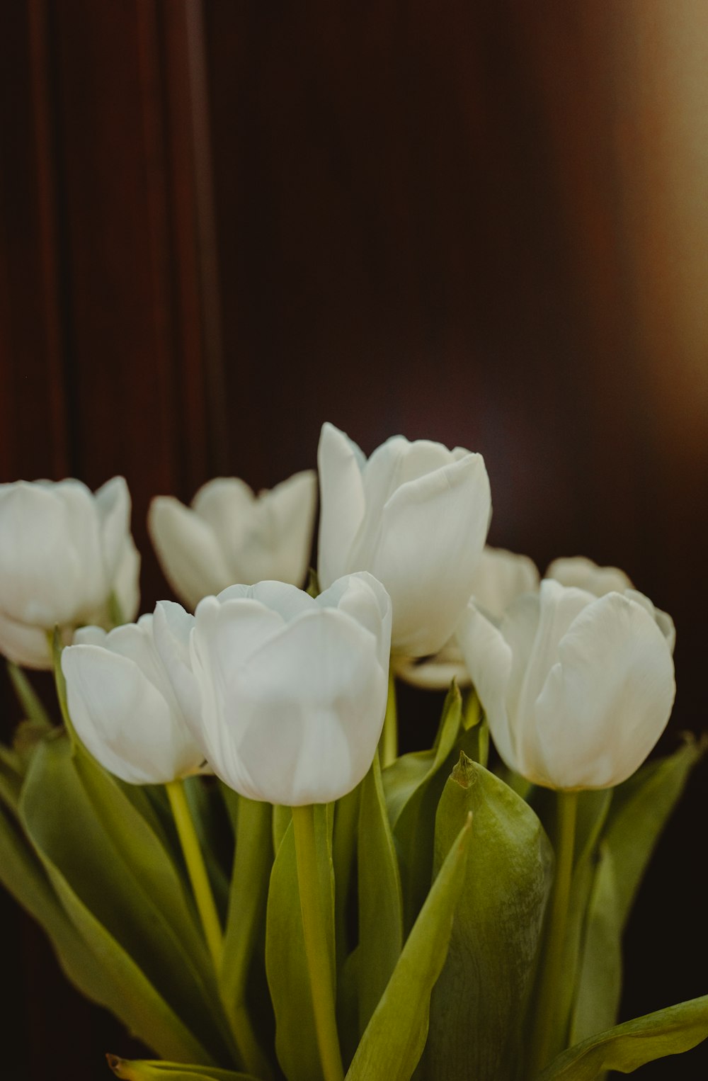 Tulipes blanches en gros plan