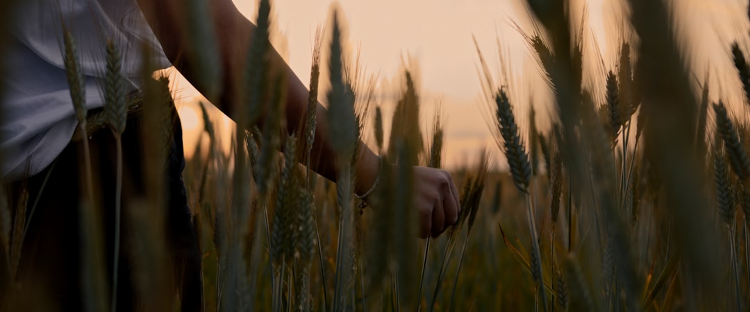person holding wheat during daytime