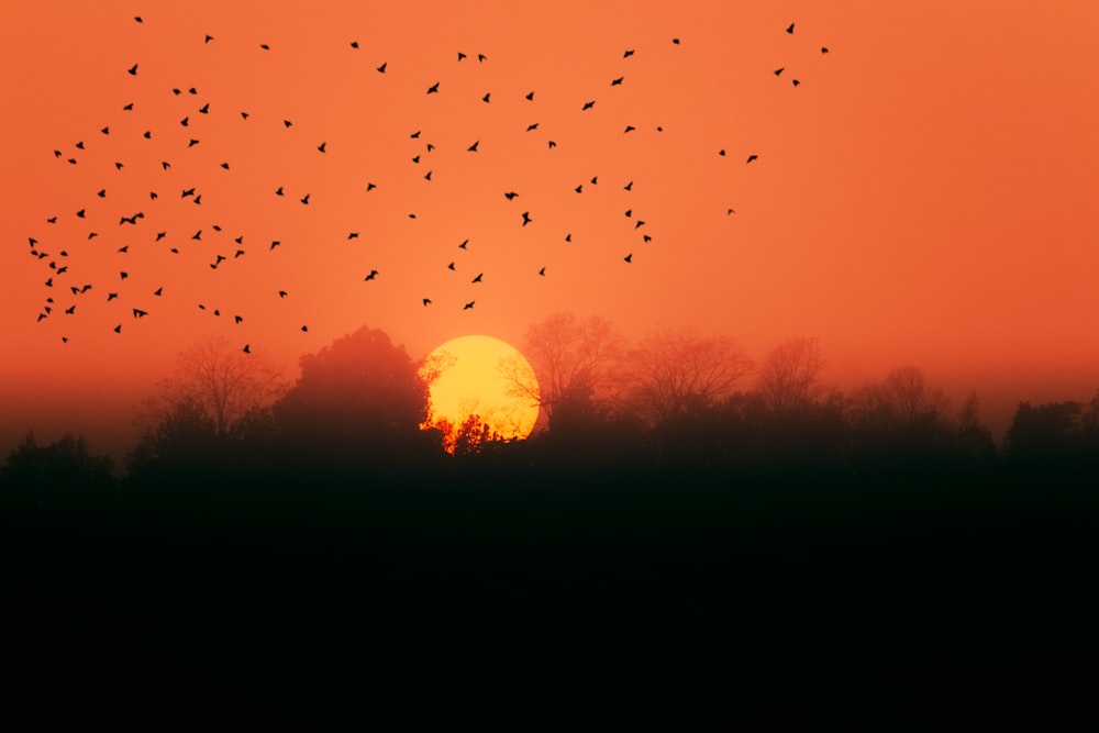 silhouette of flock of birds flying over the trees during sunset