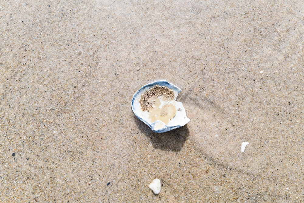 white and brown seashell on brown sand