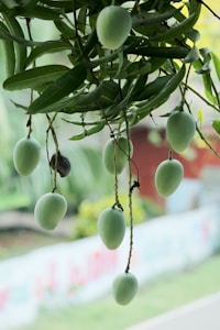 Nellore Mango Orchard