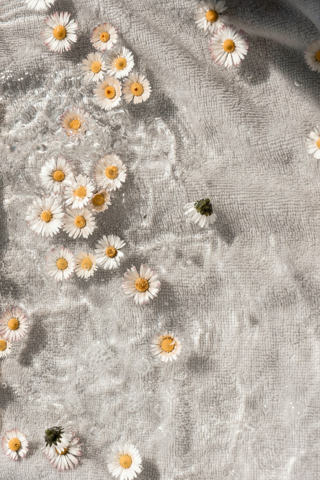 white and yellow daisy flowers