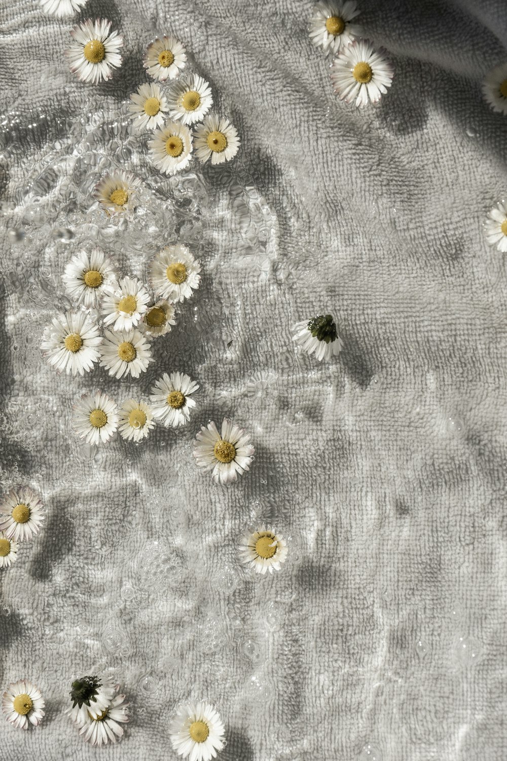 white and yellow daisy flowers