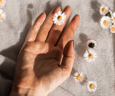 person holding white daisy flowers